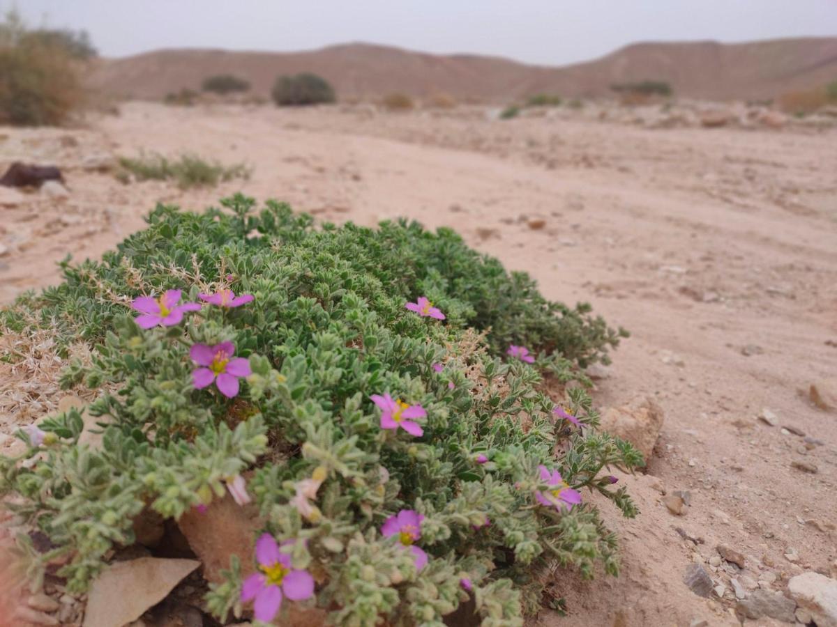 באר אורה Desert Path מראה חיצוני תמונה